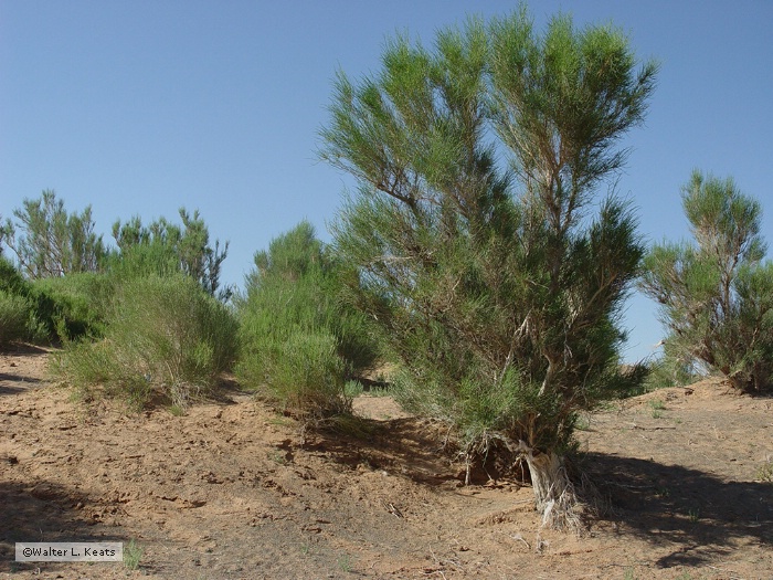Near Bayan Zag Dinosaur Site, Gobi Desert, Mongolia